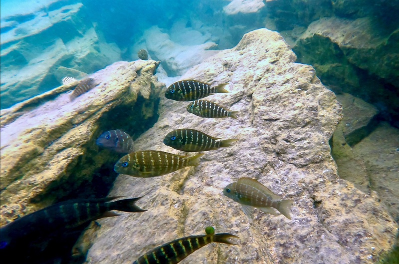 Tropheus polli 'Mabilibili Bay'